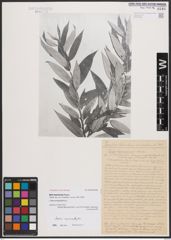 Salix basraensis Toepff.